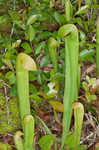 Hooded pitcherplant